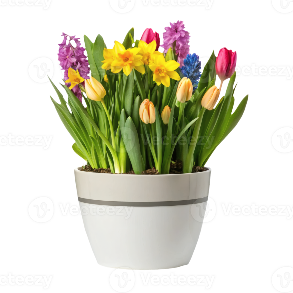 Various spring flowers like tulips, daffodils, and hyacinths in a white ceramic pot png