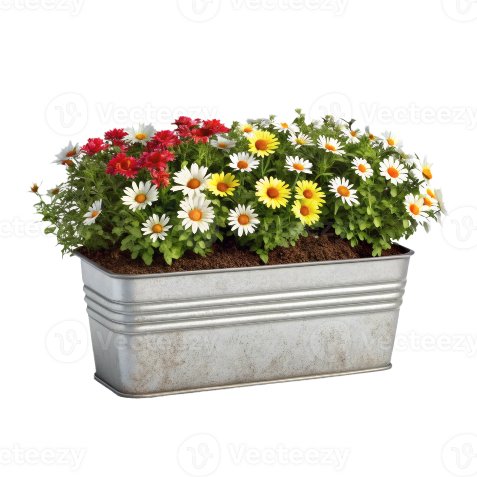 Vibrant daisies in red, white, and yellow bloom inside a rectangular silver metal planter, isolated, nature's beauty png