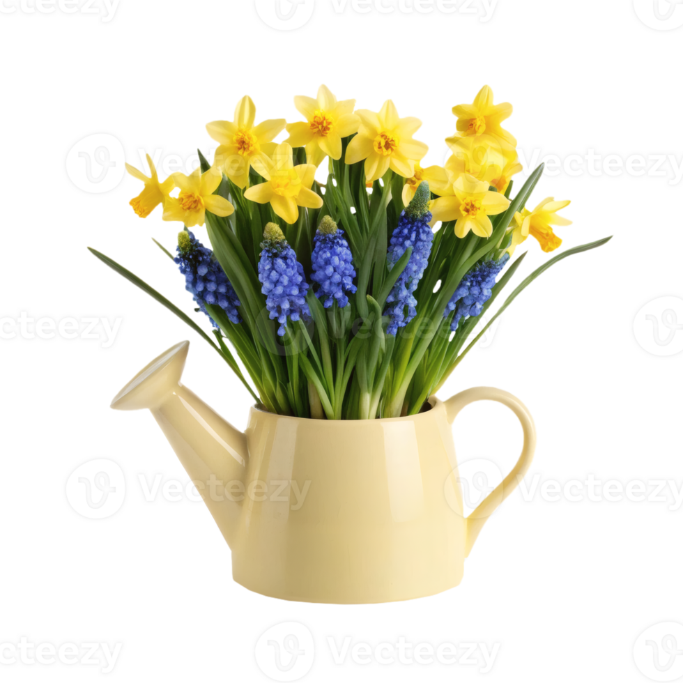 Yellow watering can vase with vibrant yellow daffodils and purple grape hyacinths, isolated, spring decor png
