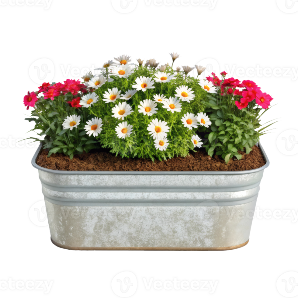 Vibrant white daisies and pink flowers in a rustic metal planter with soil, isolated. gardening png
