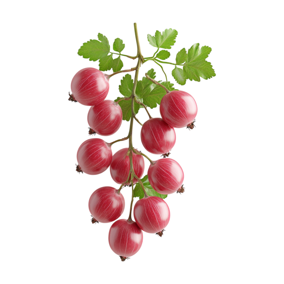 red currant on a branch with leaves png