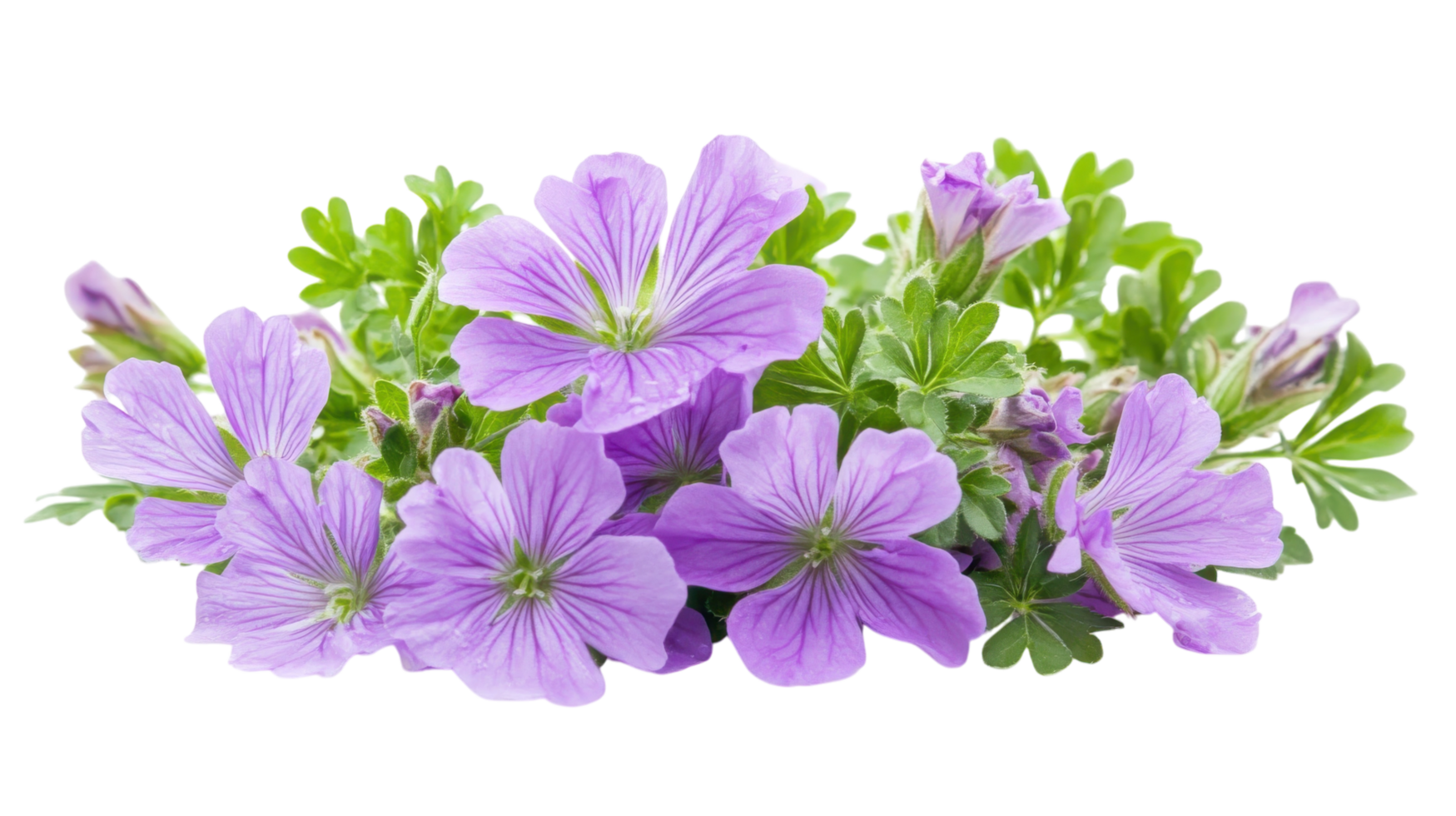 Beautiful purple flowers blooming with green leaves in a natural setting during a sunny day in spring png