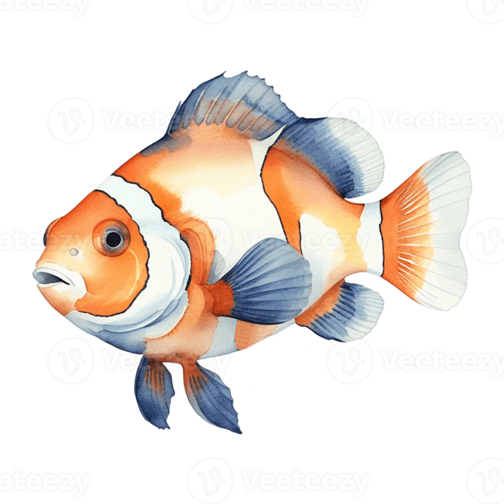 watercolor illustration of an orange and white clown fish on a transparent background png