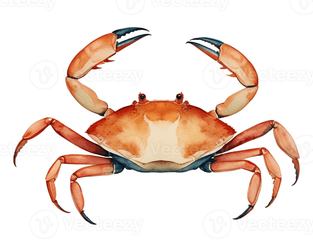 crab watercolor illustration png