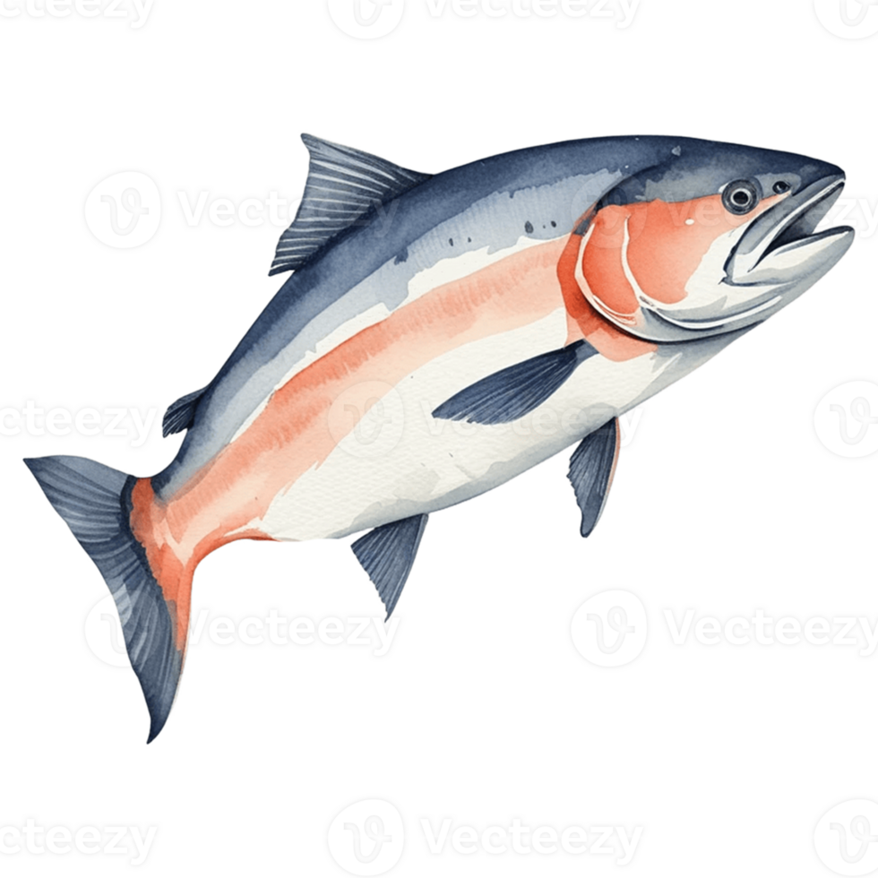 salmon fish illustration, watercolor illustration, watercolor illustration png
