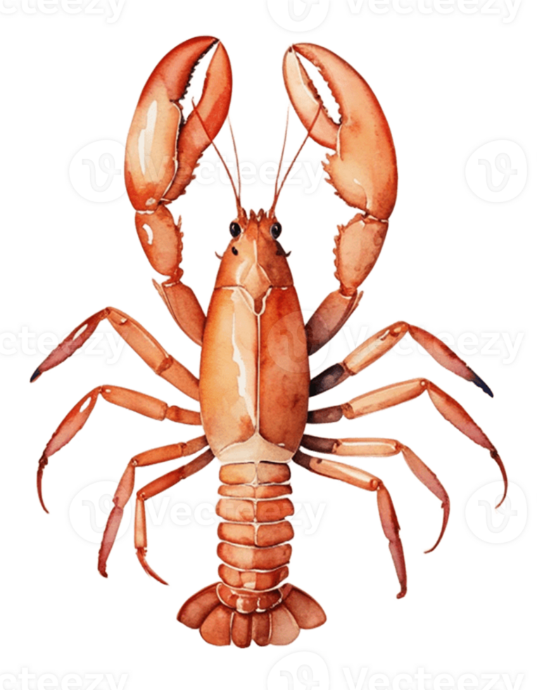 watercolor lobster on a transparent background png