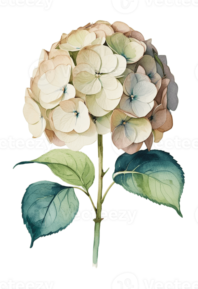 watercolor illustration of a flower on a transparent background png
