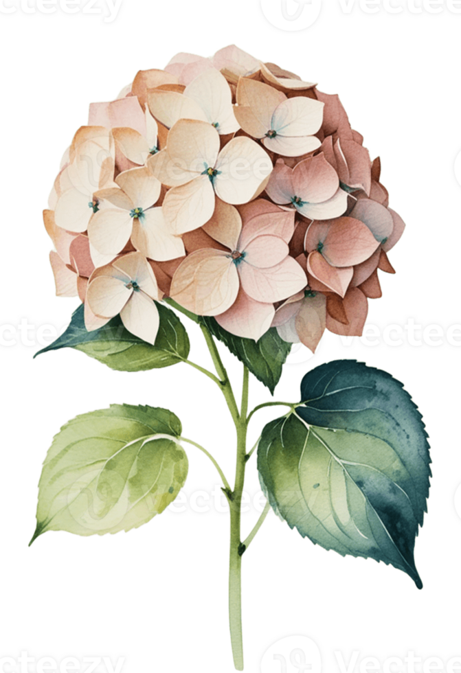 watercolor illustration of a pink and green hydrangea flower png