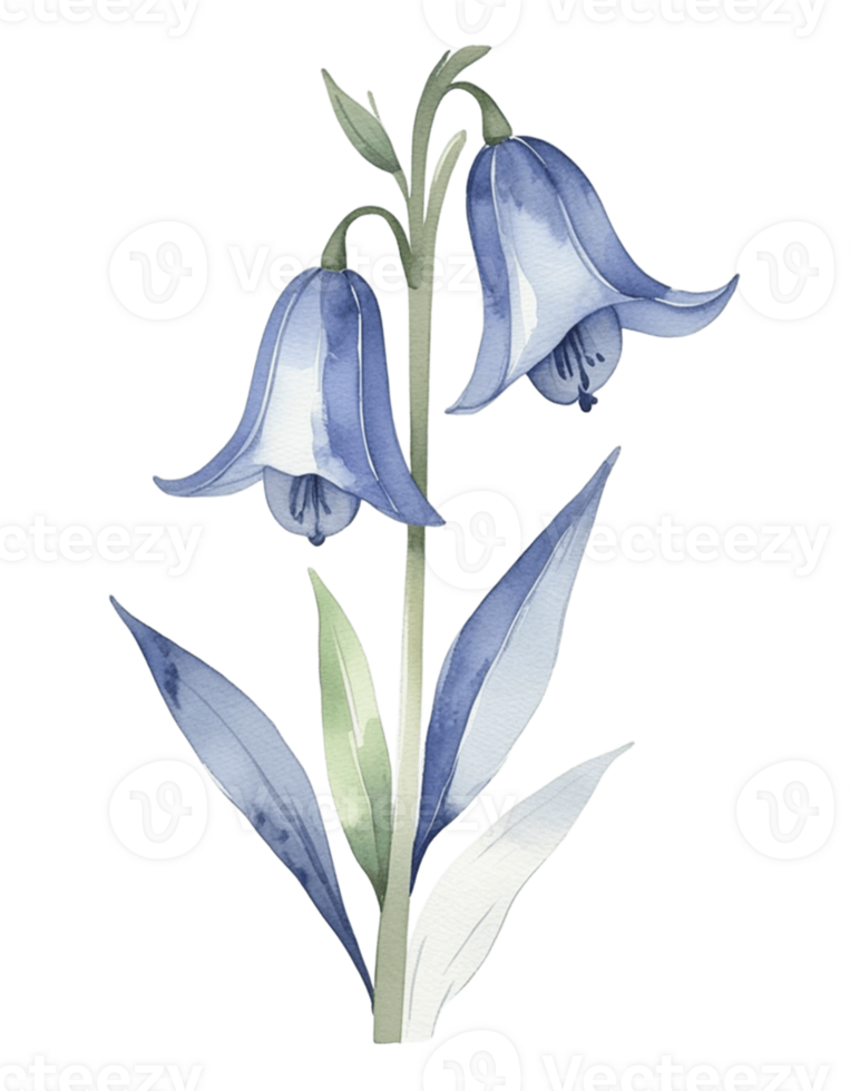 bluebells flower watercolor illustration png