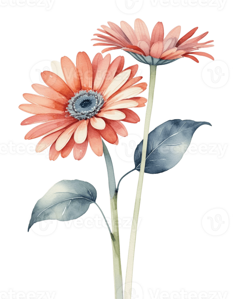 watercolor of gerbera daisy flowers on transparent background png