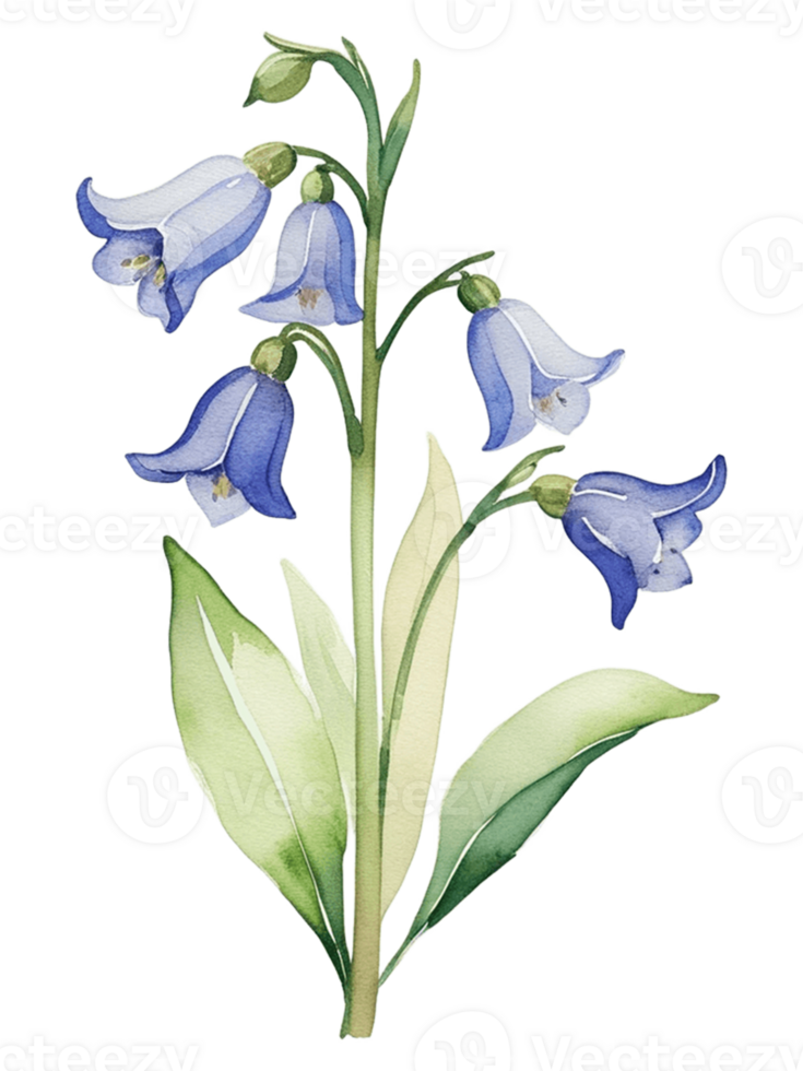bluebells flower watercolor png