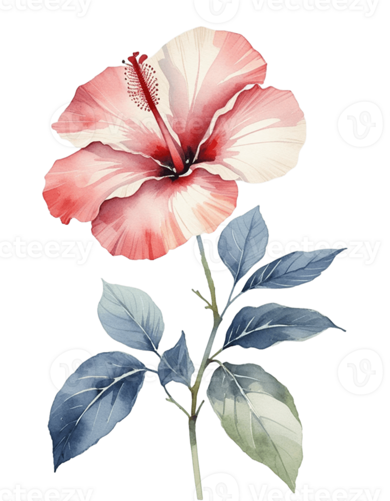 watercolor hibiscus flower clipart on a transparent background png