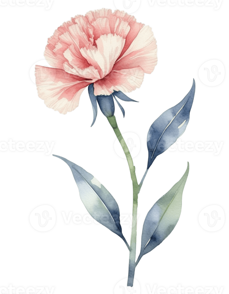watercolor carnation flower on transparent background png
