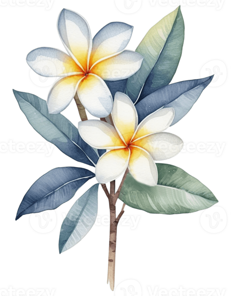 watercolor illustration of a plumeria flower with leaves and flowers png