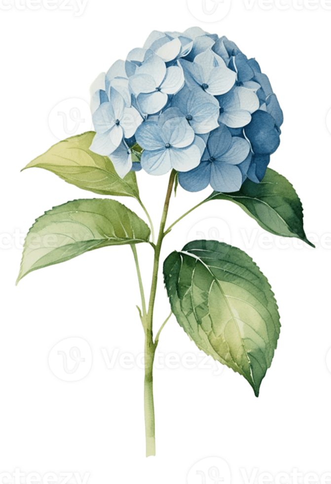 blue hydrangea flower watercolor illustration on transparent background png