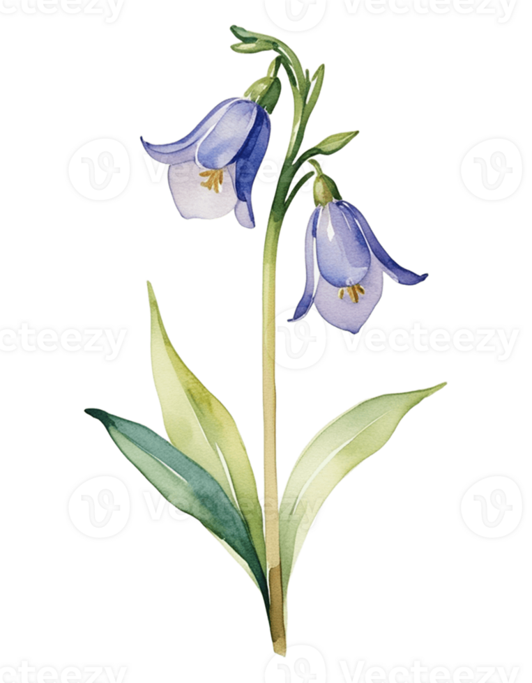 watercolor bluebells on a transparent background png