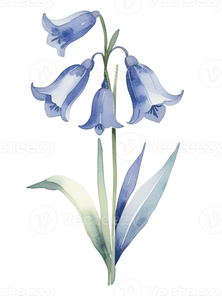 bluebells watercolor illustration on transparent background png