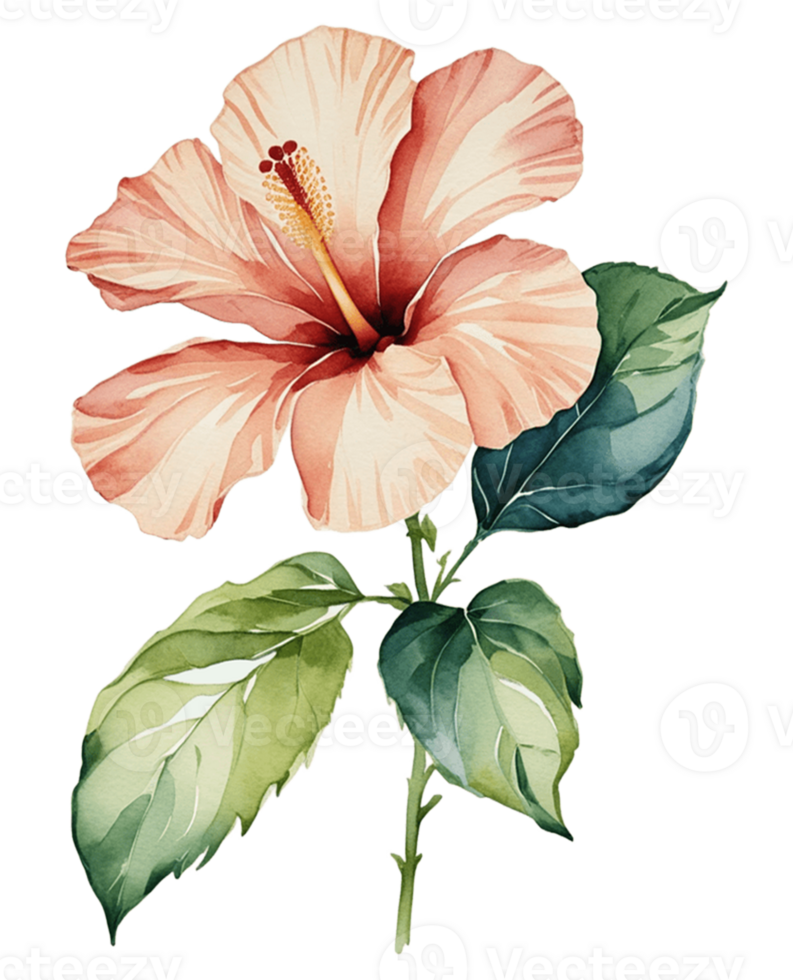 watercolor of a hibiscus flower clipart png