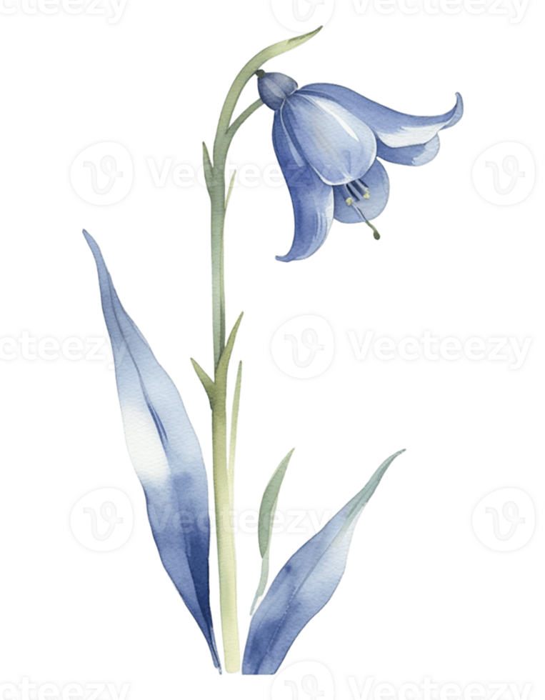 bluebell flower watercolor illustration png