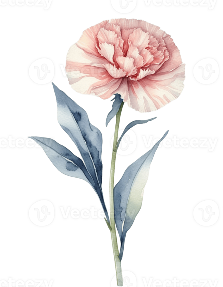 watercolor illustration of carnation flower on transparent background png