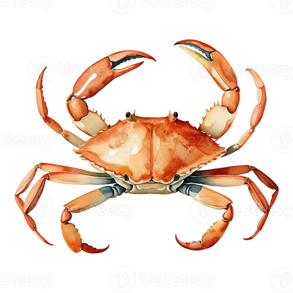 watercolor illustration of crab on transparent background png