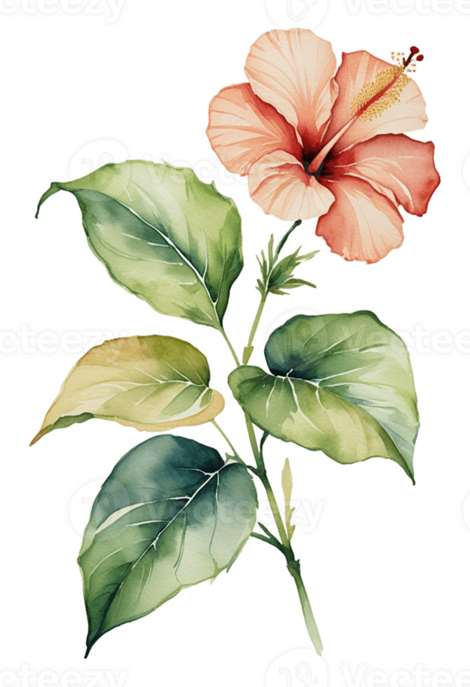 watercolor illustration hibiscus flower clipart png