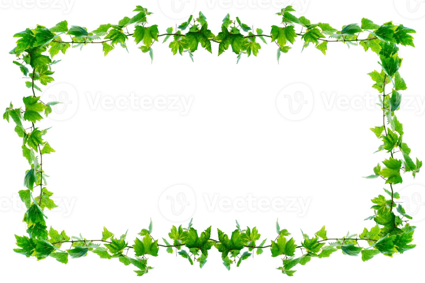 Ivy, square frame vine frame leaf vine circle Isolate on transparent background file png