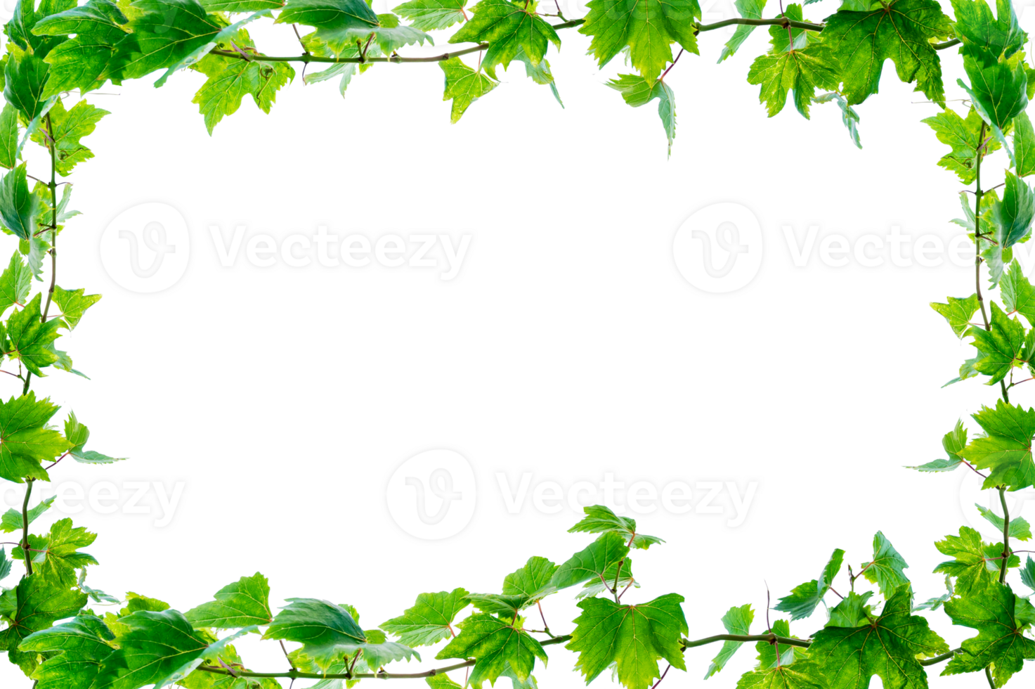 Ivy, square frame. vine frame leaf vine circle Isolate on transparent background file. Long vine clusters. png