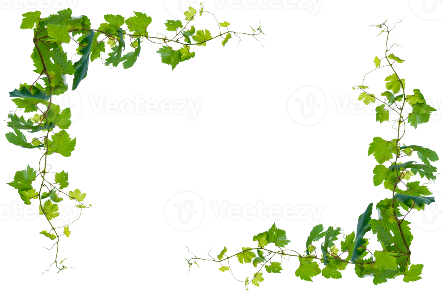 Ivy, square frame. vine frame leaf vine circle Isolate on transparent background file. Long vine clusters png