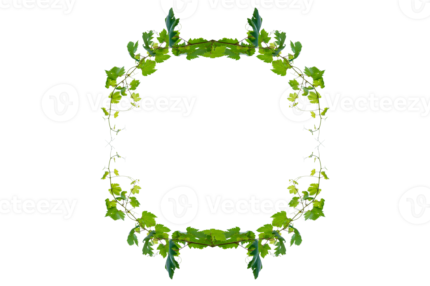 Ivy, round frame vine frame leaf vine circle Isolate on transparent background file png