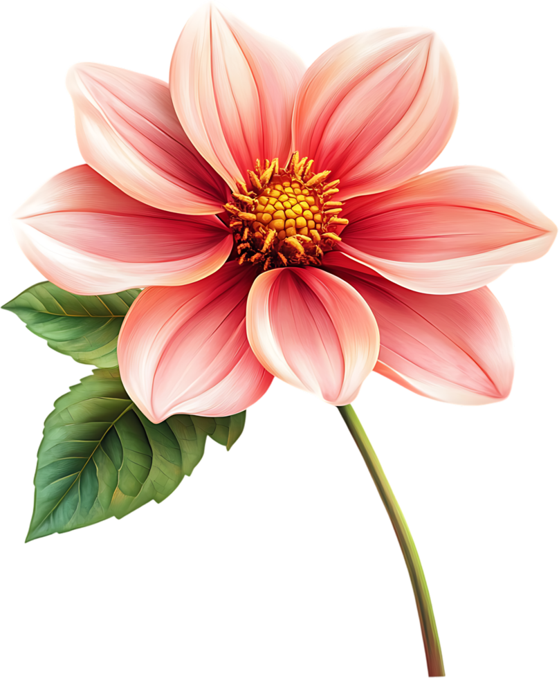 A captivating close-up of a pink dahlia in full bloom with yellow pistils radiating beauty and floral elegance png