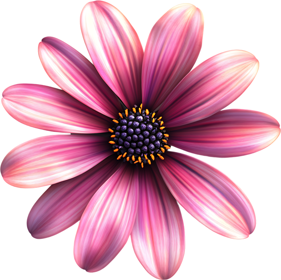 Beautiful close-up image of a striking purple and white flower with a dark center showcasing nature's vibrant colors png