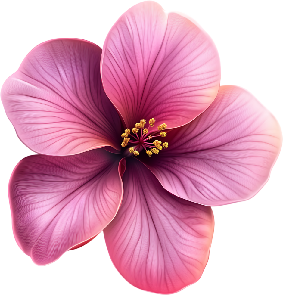 A macro shot of a five-petaled flower displaying a gradient from light pink to magenta showcasing delicate stamen details png