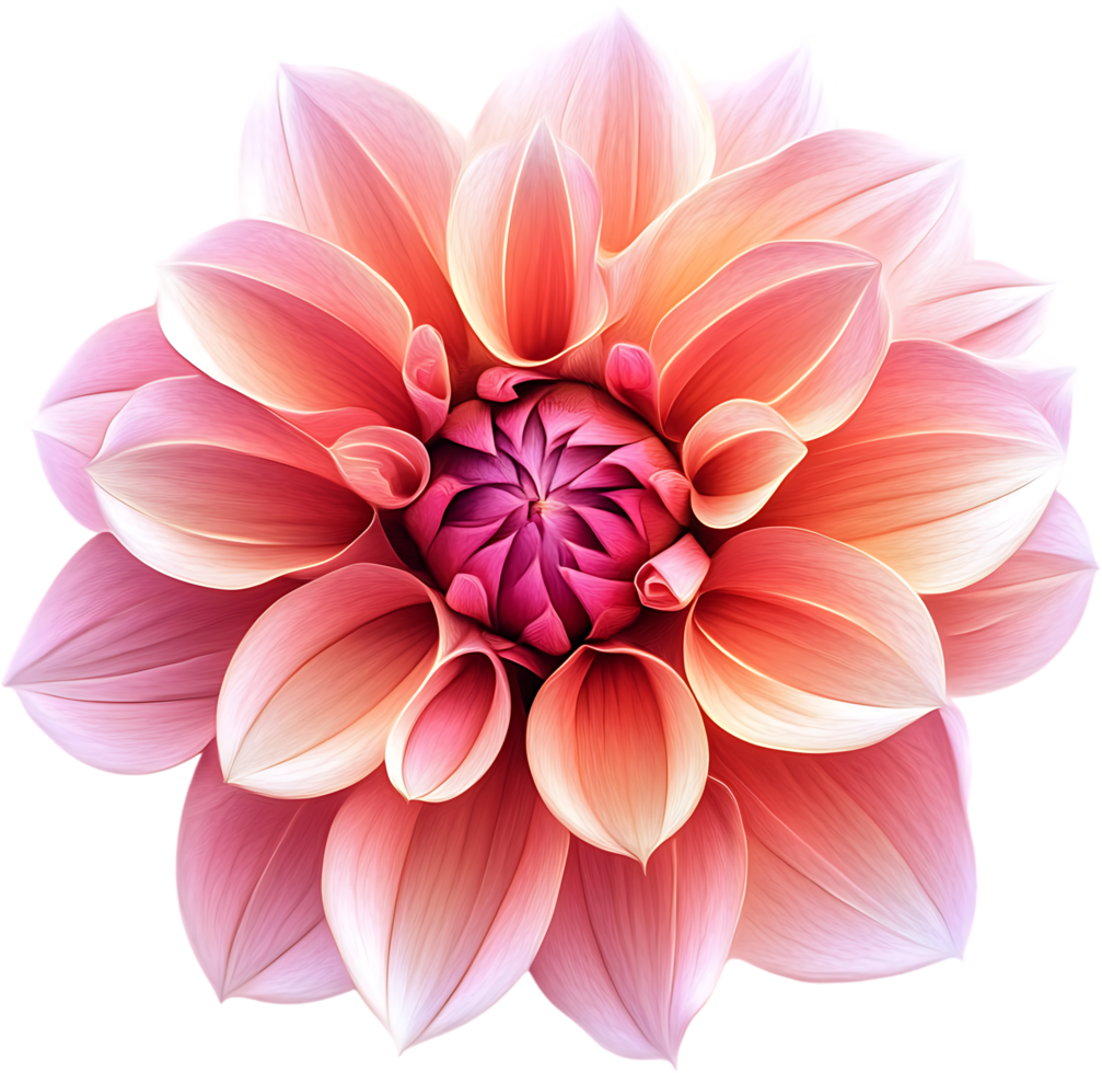 Close-up of a peach and pink flower with numerous petals showcasing its intricate floral structure and vibrant colors png