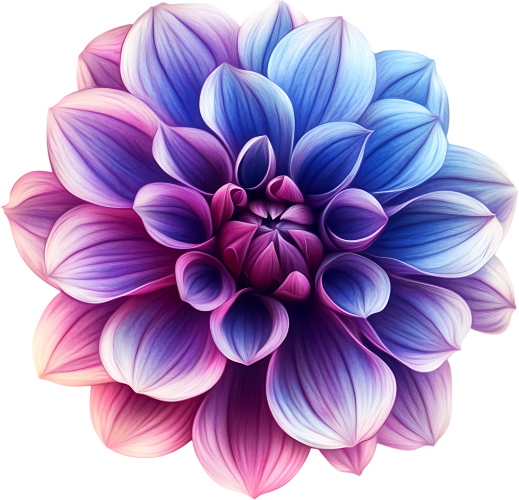Detailed flower blossom A bloom with blue pink purple and white petals arranged in a layered circular design png
