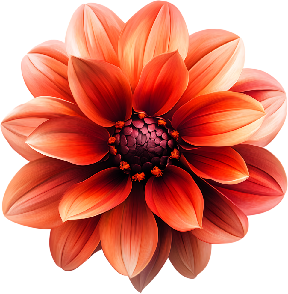 A mesmerizing floral close-up showcasing an orange flower with numerous delicate petals radiating outward from its core png