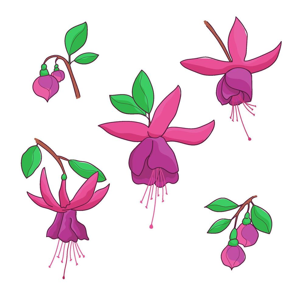 Fuchsia flower. Flower shoot and fuchsia buds. A botanical element for the design. An isolated object. vector