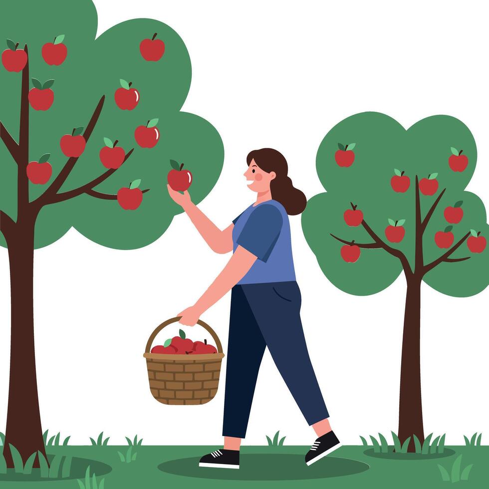 Woman picking red apples from trees in a lush orchard, flat illustration vector