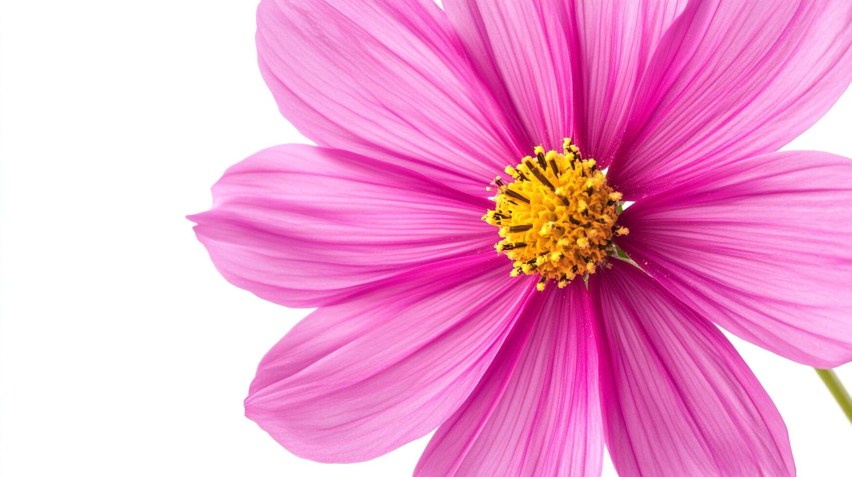 A vibrant close-up showcases a pink flower with a yellow center. Its petals radiate against a bright backdrop, highlighting detail. photo
