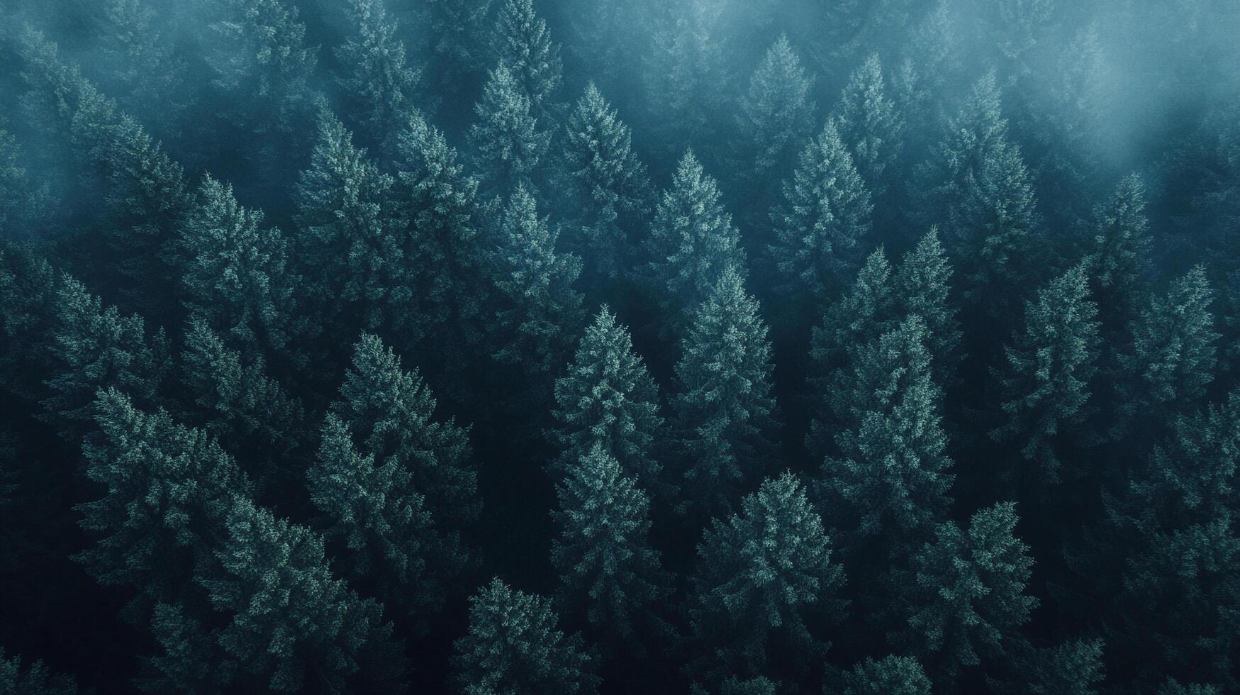 This captivating image reveals a dense forest canopy enveloped in mystical fog, creating an enchanting and mysterious atmosphere that invites exploration and intrigue. photo