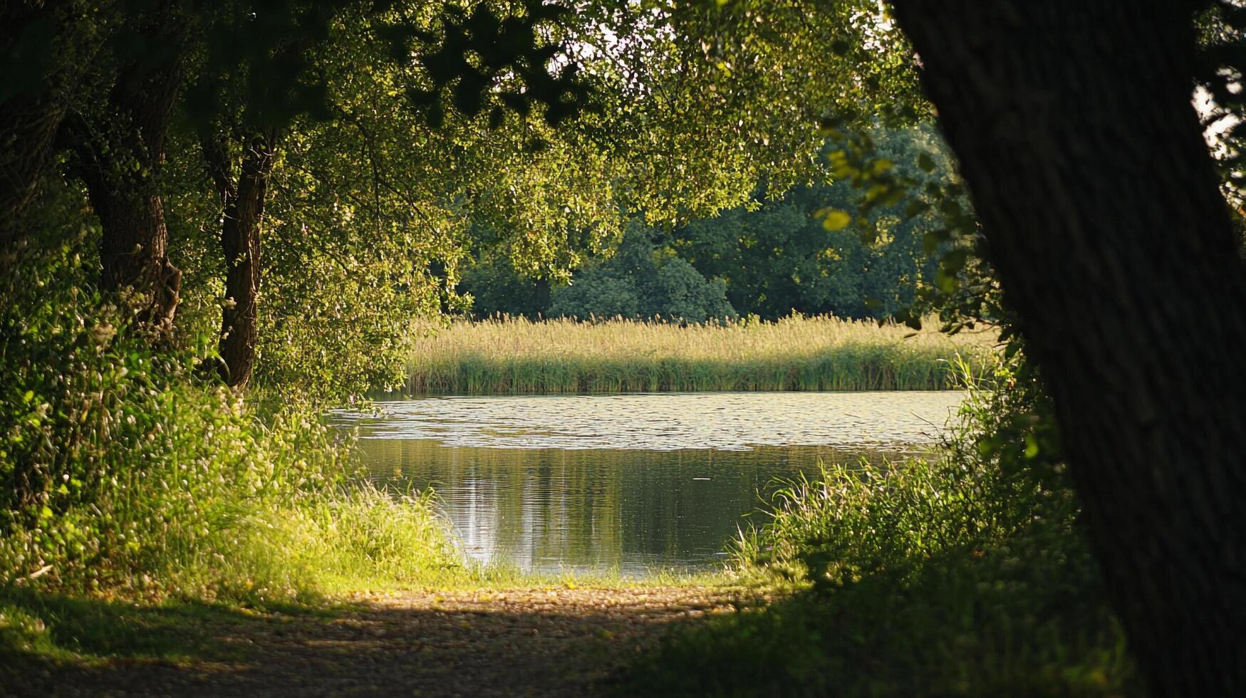 Calm lake view with a pathway and lush green trees. Sunlight filters through the leaves, creating a serene and peaceful scene. photo