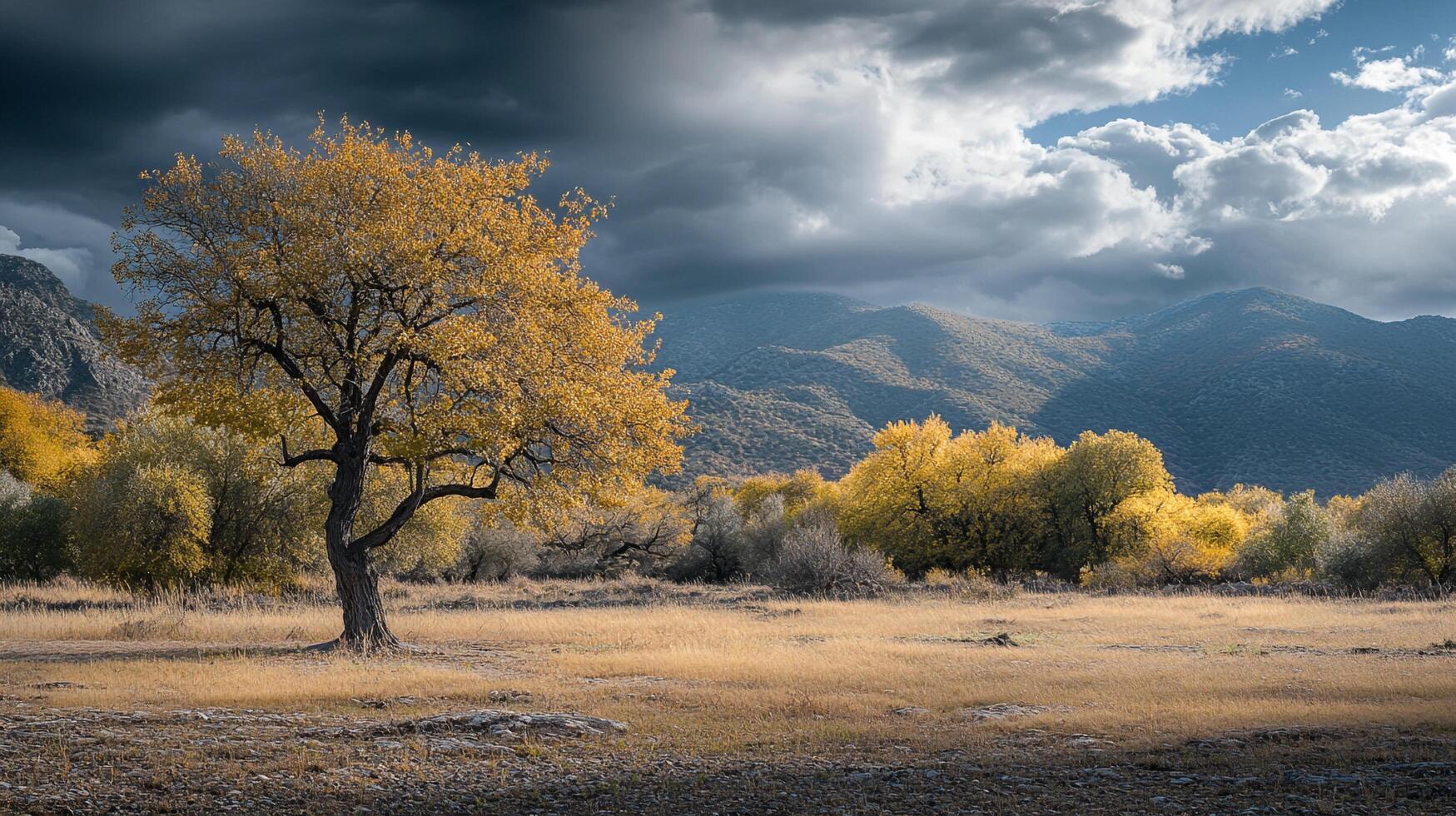 Landscape scene of a golden tree in a field, contrasted by moody clouds and distant mountains, showcasing autumn's beauty. photo