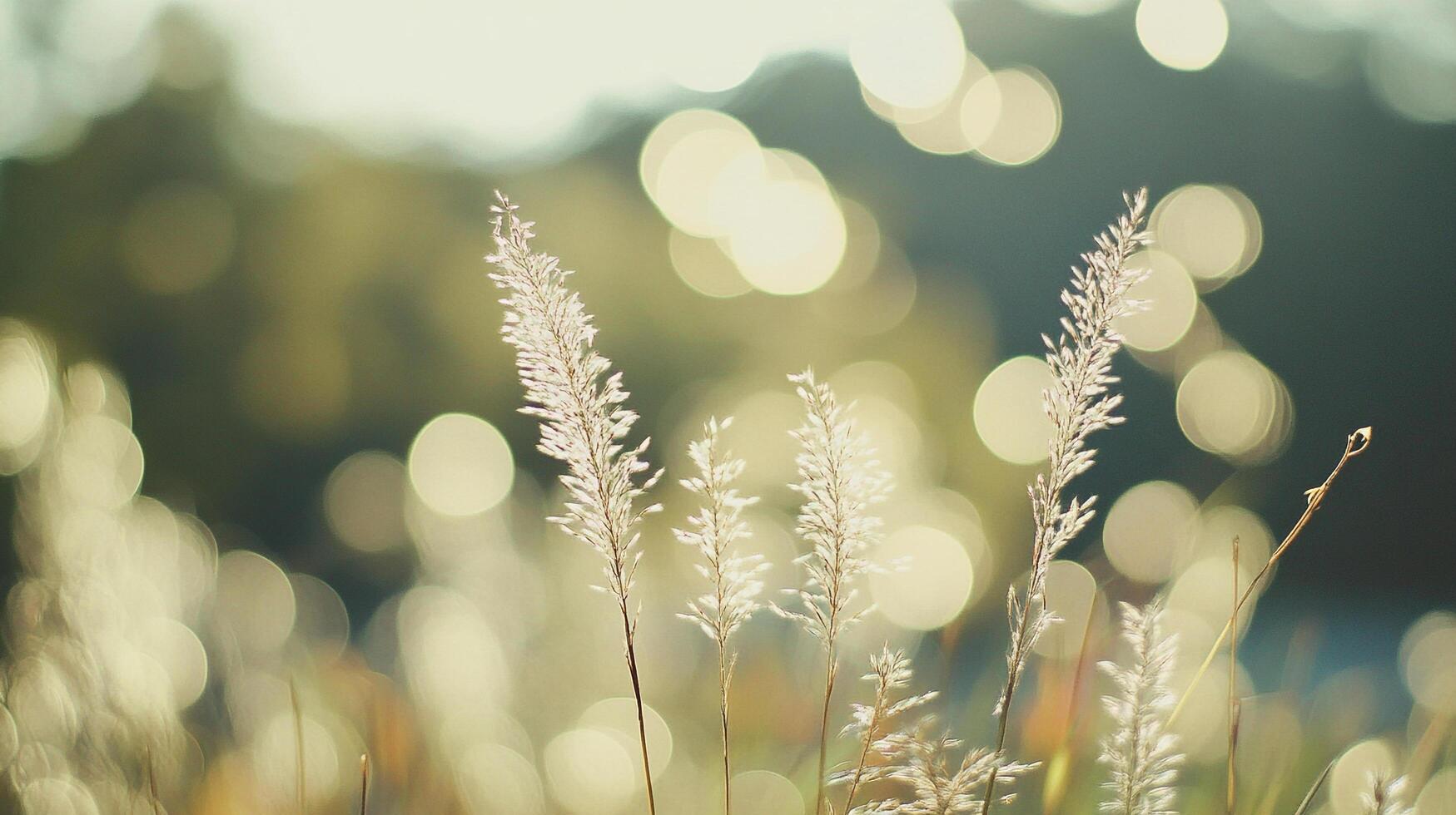 Sunlit meadow grasses sway in the gentle breeze, as bokeh lights dance across the scene, evoking serenity and natural beauty. photo