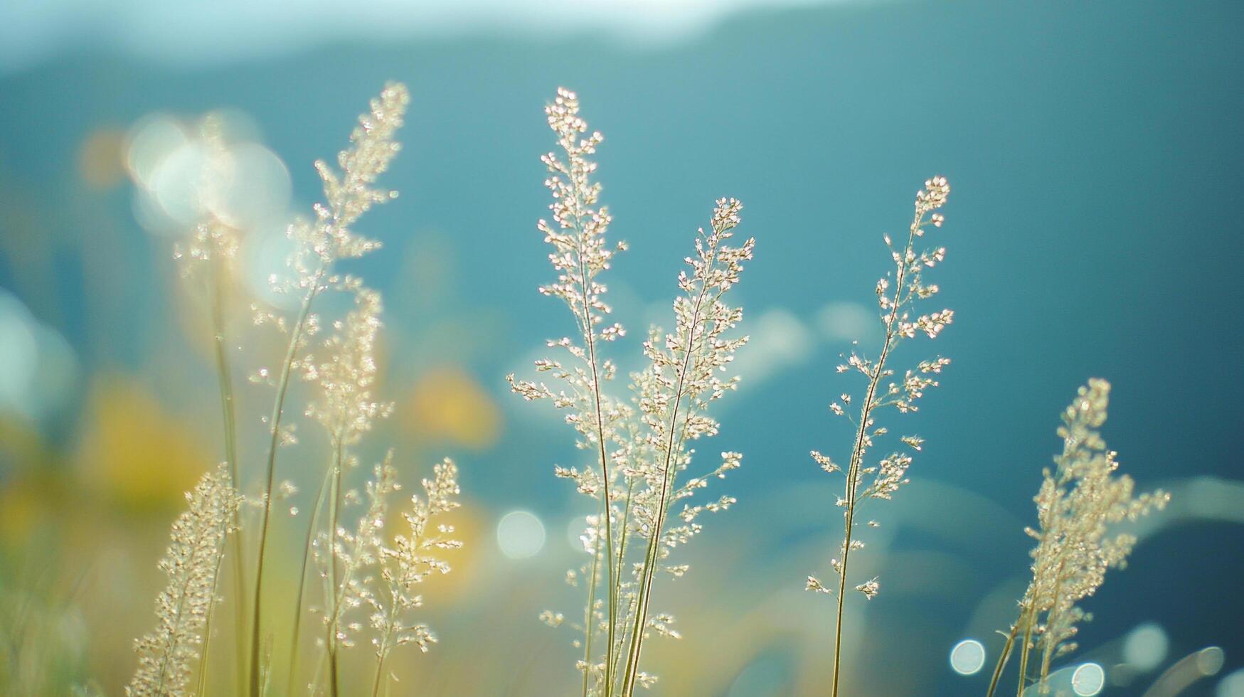 Delicate blades of grass sway gently in the breeze against a soft, ethereal backdrop, capturing a serene moment in nature. photo
