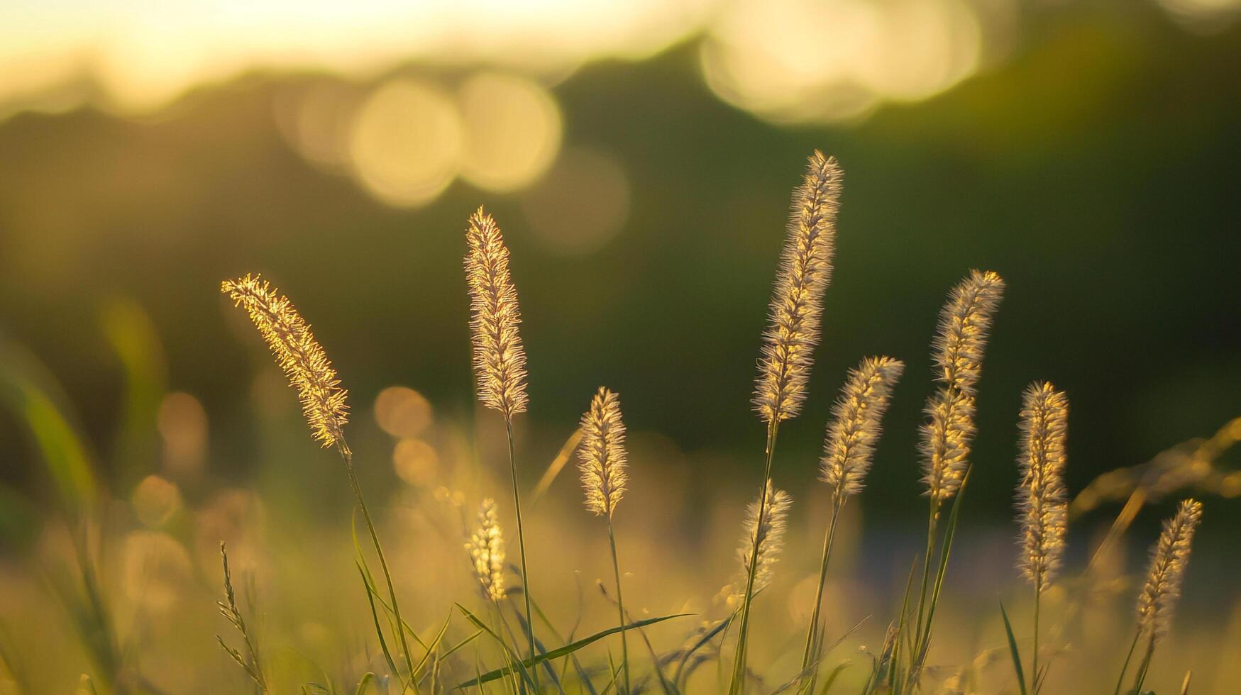 Sunlit grass sways gently in the breeze, bathed in golden light, evoking a sense of serenity and natural beauty on a quiet afternoon. photo