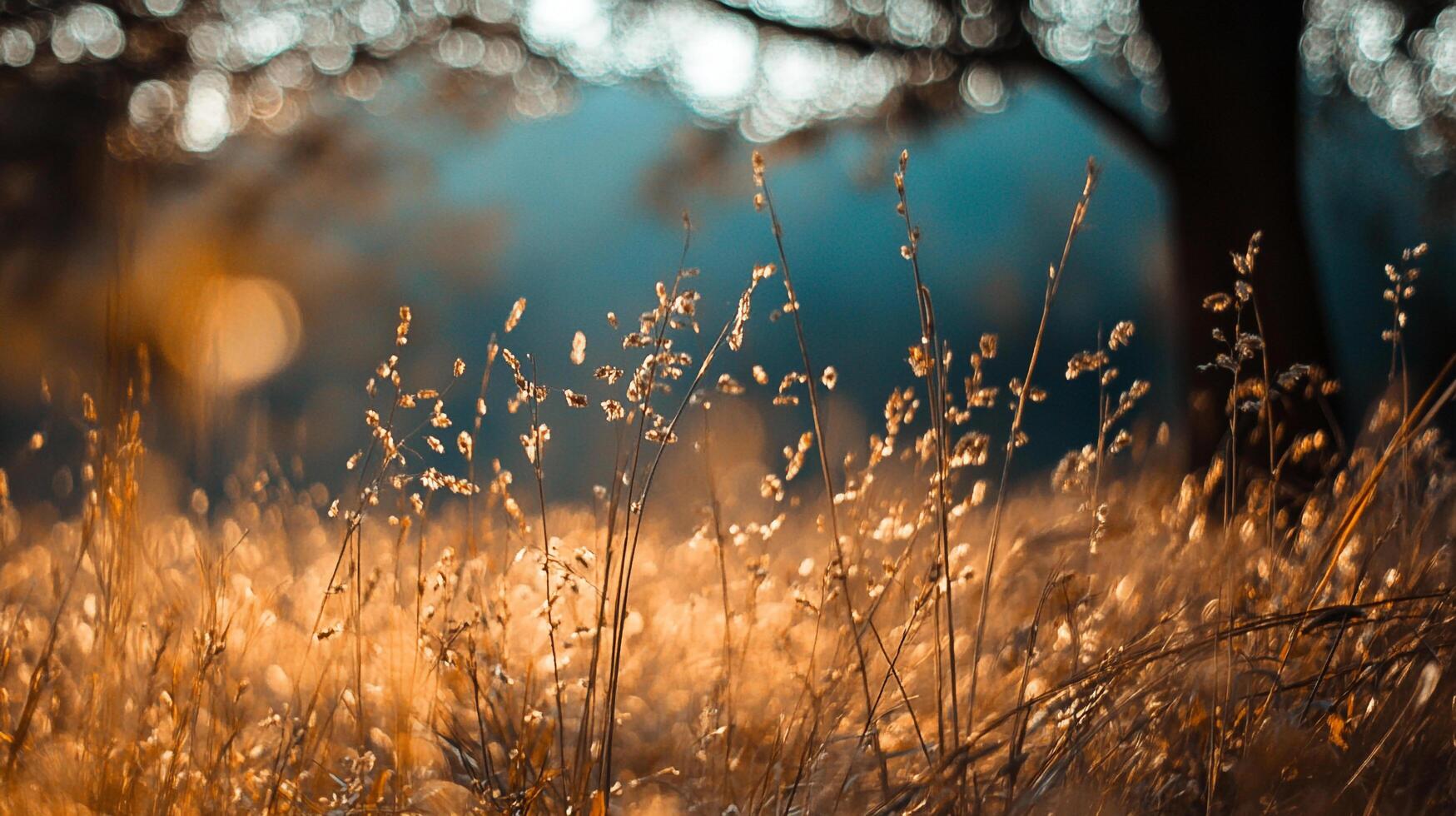 Golden meadow whispers tales of nature's serene embrace, sunlight dappling through grass, blurring into a tranquil bokeh backdrop. photo