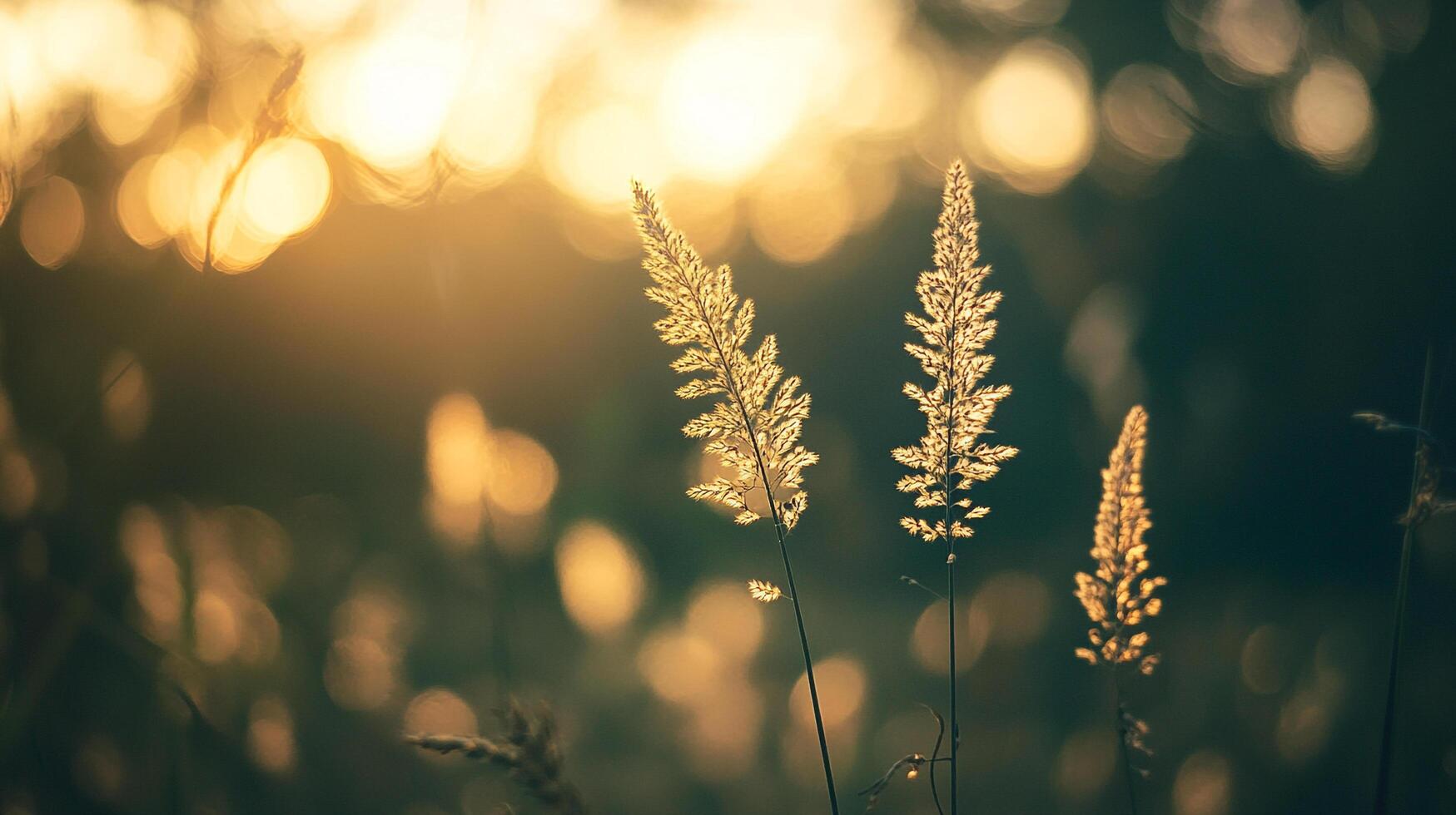 Golden hour bathes tall wild grasses in radiant light, silhouetted against a backdrop of bokeh orbs in a serene, natural setting. photo