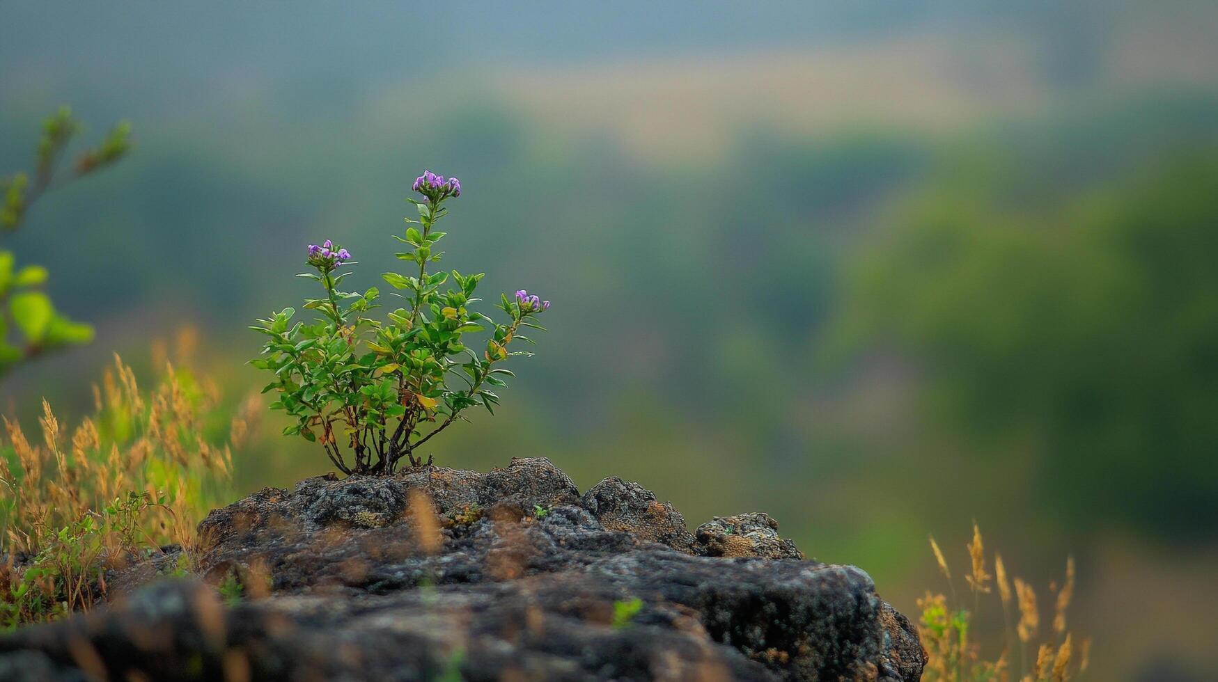 Purple wildflowers emerge from a rock, showcasing nature's resilience against a blurred landscape background. photo