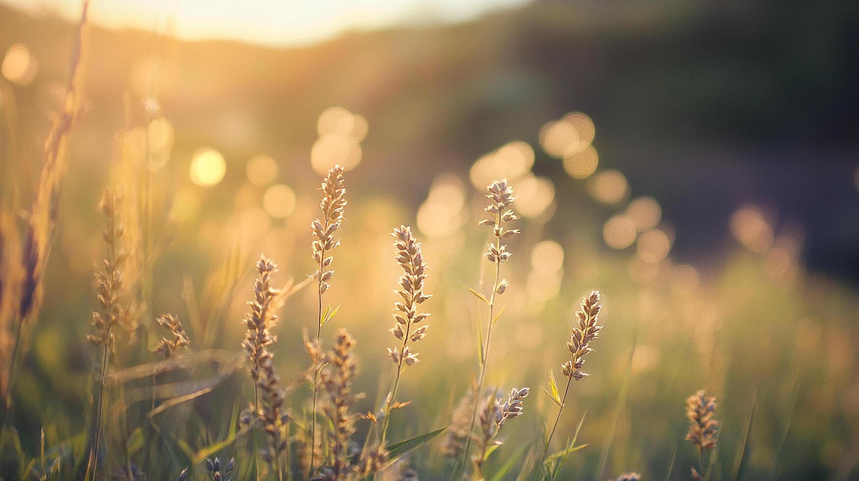 Golden hour illuminates the meadow, casting a warm glow on the delicate wildflowers, creating a serene and picturesque natural scene. photo