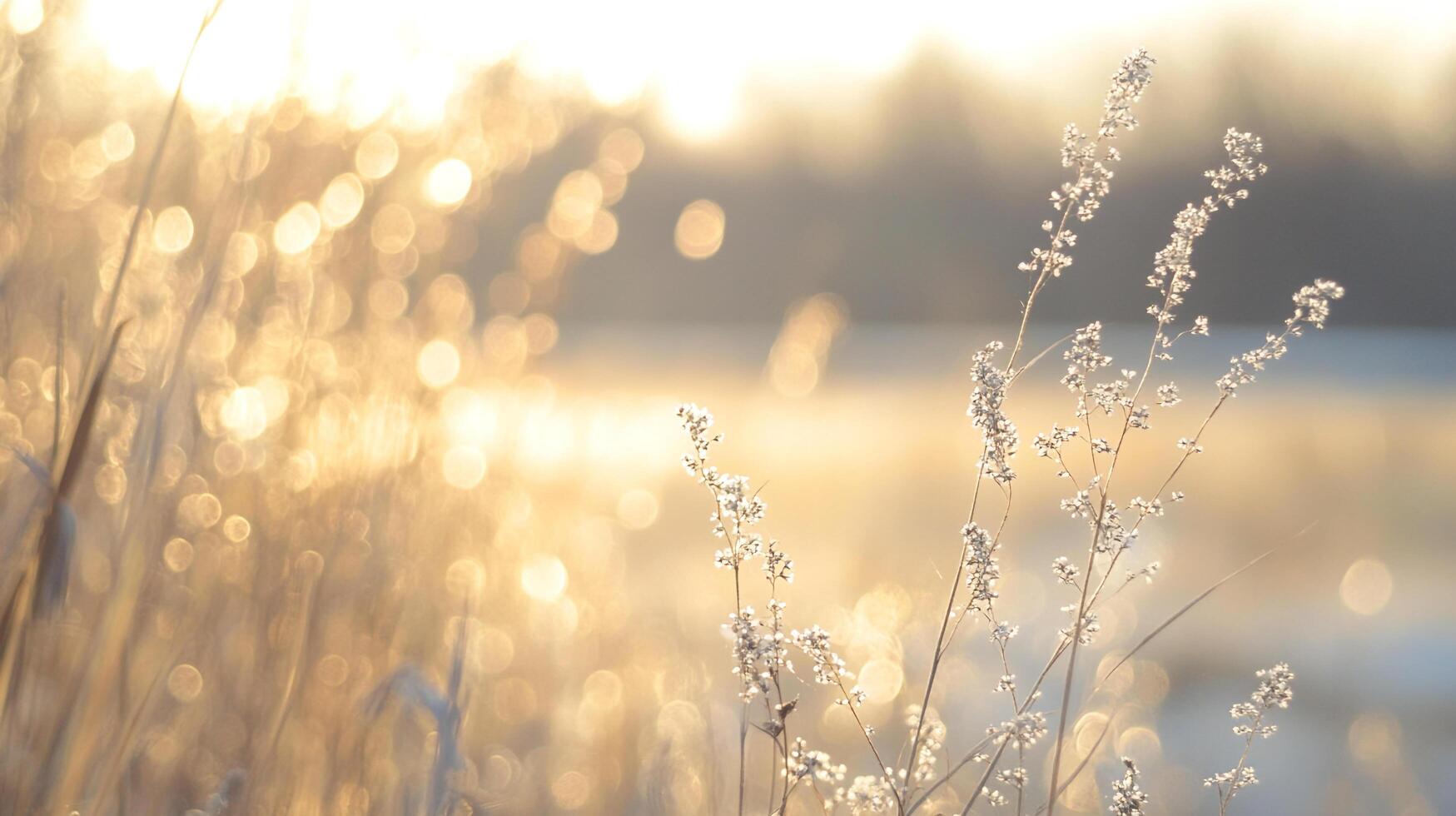 Sunlit meadow with slender plants in the foreground, soft golden bokeh background, creating a dreamy, serene atmosphere. photo